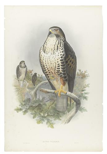 GOULD, JOHN. Group of 16 lithographed plates of birds,